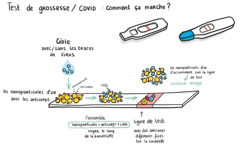 Schéma du fonctionnement d’un test de grossesse : des nanoparticules d’or forment la ligne colorée