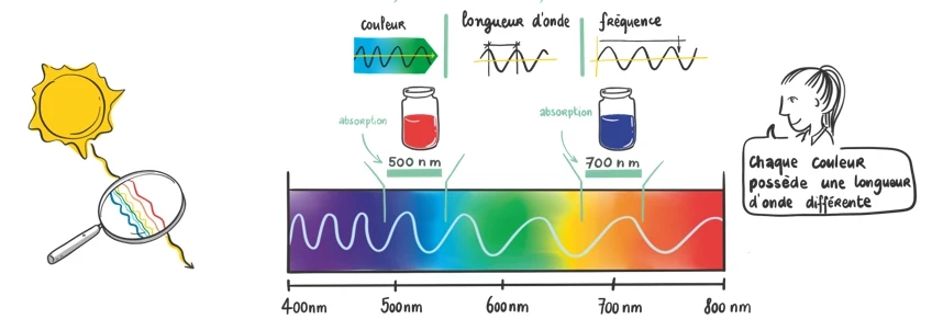 Illustration du spectre de la lumière visible : chaque couleur correspond à une longueur d’onde, avec deux flacons, un rouge et un bleu